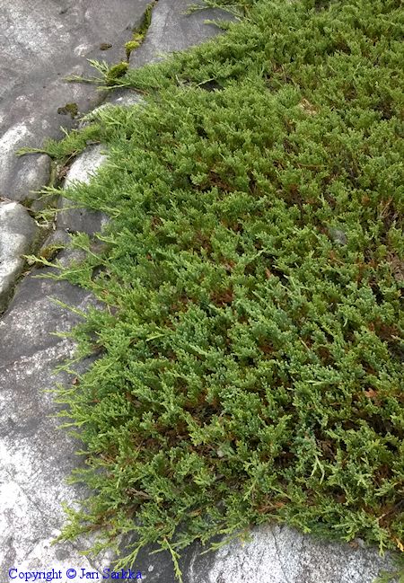 Juniperus horizontalis Wiltonii sinilaakakataja